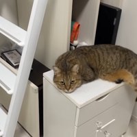 前足の上に顎を乗せて