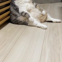 スコ座りをして正面を見つめる小夏ちゃんの横顔（俯き気味）