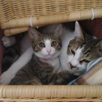 子猫時代の“ちょこ先輩”と先代のキジ白猫