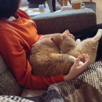 女の子の膝の上で毛繕いする猫