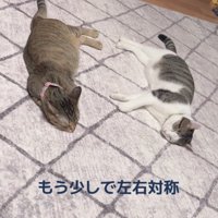 隣に並んで眠る2匹の猫