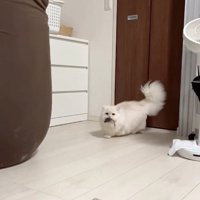 ネズミのおもちゃをくわえている猫（ヒキ）