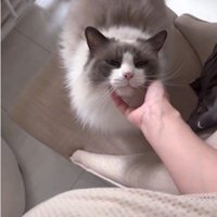 人に甘えている猫