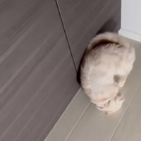 寝転がろうとする猫