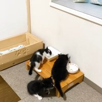 ご飯を食べる3匹の子猫