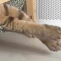 ベッドで寝ている猫