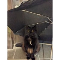 室内にいる猫