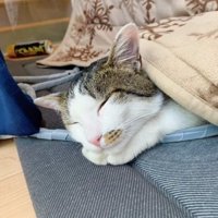 こたつ布団をかぶって伏せて寝ている猫