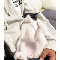 男性と寝ている猫