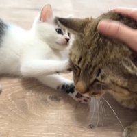 たこやきくんと寝転がる坊っちゃん