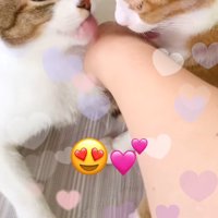 飼い主の手を舐める2頭の猫