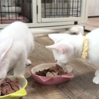 ご飯を食べる猫