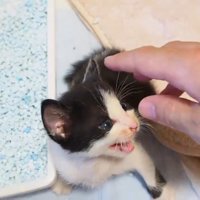 鳴いている子猫