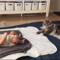 赤ちゃんと猫