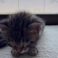 その場で寝落ちする子猫