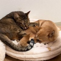 くつろぐ猫と犬