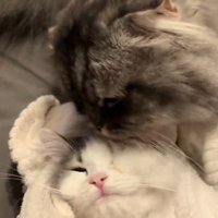 タオルで包まれている子猫と起こす飼い主