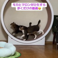 仲良く歩く2匹の猫