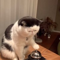 ベルを鳴らす猫