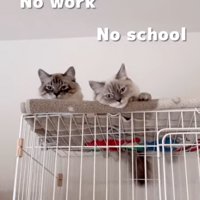 見下す2匹の猫