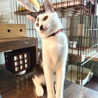 足がすらりとした猫