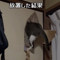 ふすまの穴に上半身を突っ込んでいる猫「放置した結果」