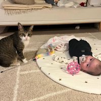 カメラ目線の猫