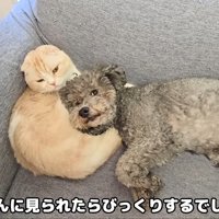 別の犬さんに甘えられる猫さん