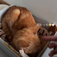箱の中に入る子猫