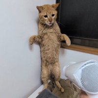 ドライヤーを向けられ、後ろ足で立ち上がって部屋の隅に逃げる猫