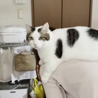 体は左向きでカメラ目線の猫ちゃん