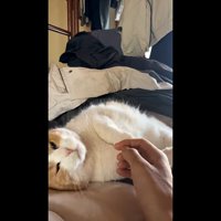横になった姿