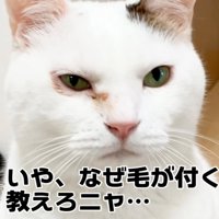 見つめる猫