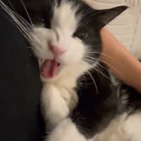 怒って鳴く猫