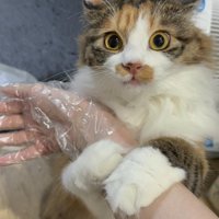 見つめるニコちゃん