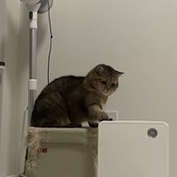 右手でヒーターに猫パンチ