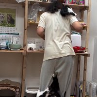 人間に登る子猫たち