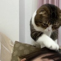 人の頭をひっかく動作をする猫