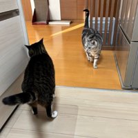 キッチンにいる猫たち