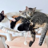室内にいる猫たち