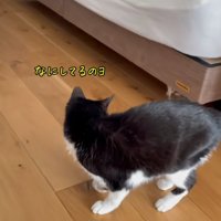 ベッドの下に隠れている猫をみる猫