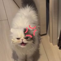 口を開けて尾を上げ扉の側に立つ猫