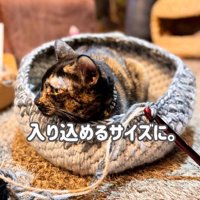 作成中の猫ハウスの中でくつろぐサビ猫