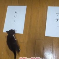床に置かれた2枚の名前候補の紙に近づく子猫