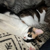 横になる猫