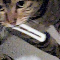 カーテンフックを咥える猫