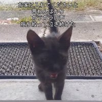 鳴いている子猫