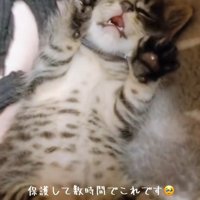 へそ天で寝ている子猫