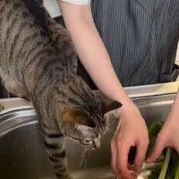野菜を洗う人間と野菜がほしくて近づく猫