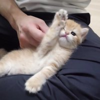 飼い主さんに撫でられて気持ちよさそう